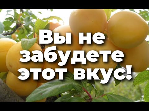 Видео: Обзор крутой  сливы То Че Сан!