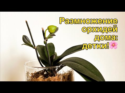 Видео: Как получить здоровую детку в домашних условиях! 🌸🔥