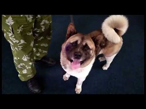 Видео: Дрессировка взрослого Американского Акиты