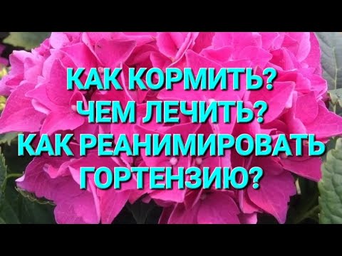 Видео: Чем кормить? Чем лечить? Важные препараты под рукой!!!