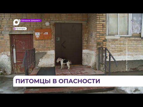 Видео: В Лучегорске по непонятным причинам гибнут собаки