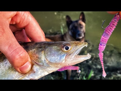 Видео: СУДАКИ Оцінили Цю ПРИМАНКУ! Риболовля На Судака Літом!