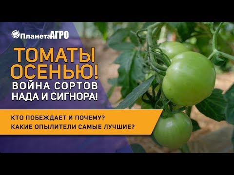 Видео: 🍅 Второй оборот томатов в теплице. Лучшие гибриды томатов 🍅 для выращивания в теплице 🌿 Планета Агро