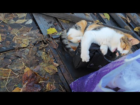 Видео: Теперь это - моя сумка! 😺🤣 It's my bag now!