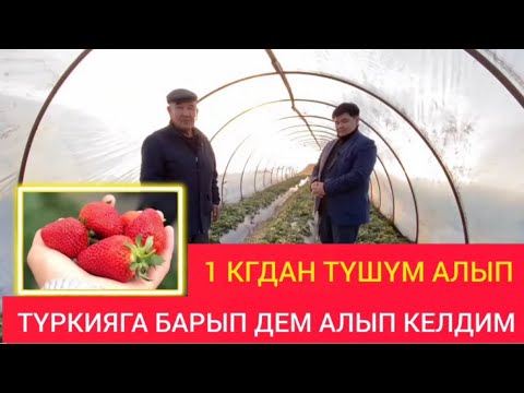 Видео: Кулпунайдан 1 кгдан түшүм алып, Туркияга барып дем алып келдим.(Жалал-Абад)