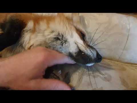 Видео: Алиса - лиса. Гладим