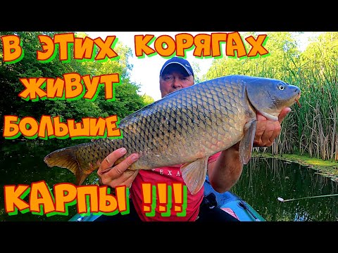Видео: Ловля КАРПА в КОРЯГАХ на ПРОСТУЮ СНАСТЬ ! Рыбалка на УДОЧКУ с БОКОВЫМ КИВКОМ .
