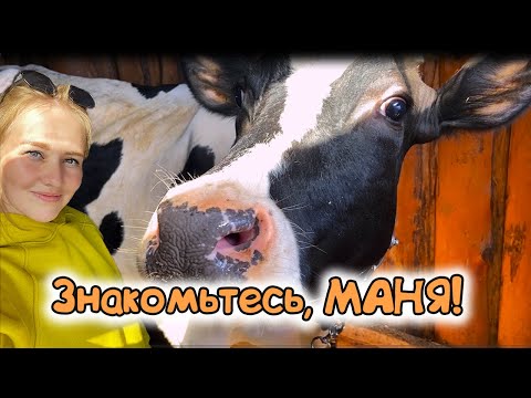 Видео: Купили дом в деревне и завели корову / Живем по-деревенски/№18