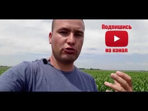 Видео: УДАЛЯТЬ ИЛИ НЕ УДАЛЯТЬ ПАСЫНКИ НА КУКУРУЗЕ?