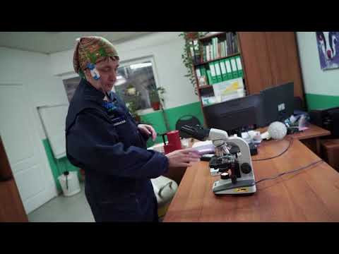 Видео: Техника искусственного осеменения