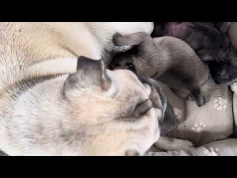 Видео: Щенятам 12 дней 23.10.2025 