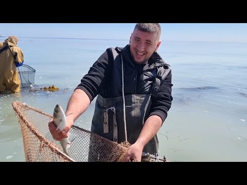 Видео: Нерест селёдки на Сахалине-Селёдку можно собирать руками.