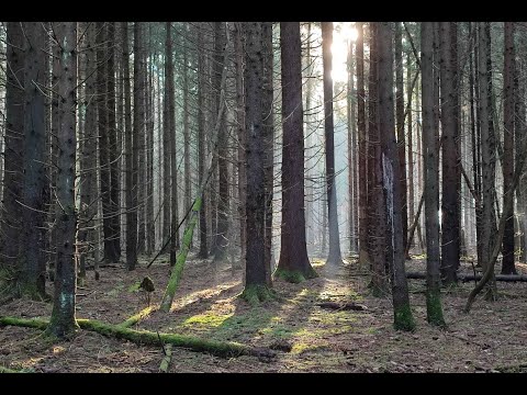 Видео: Грибы накануне зимы. #грибы2022