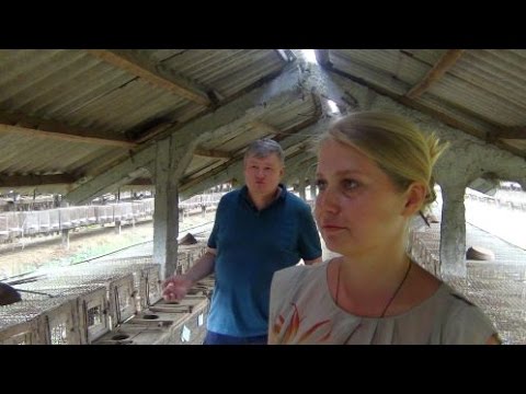 Видео: Разведение и содержание норок. Звероферма Казацких