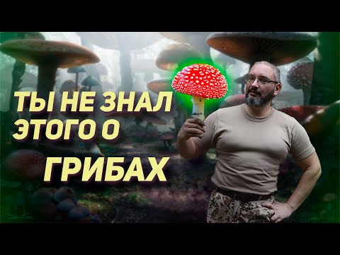 Видео: Ядовитые и Галлюциногенные грибы - Михаил Вишневский