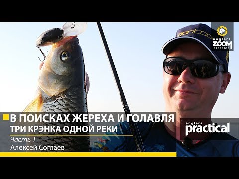 Видео: В поисках жереха и голавля. Часть 1. Три крэнка одной реки. Алексей Соглаев.  Anglers Practical