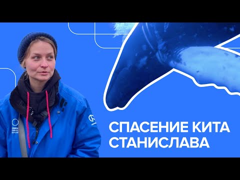 Видео: Спасение кита Станислава в Териберской бухте Баренцева моря