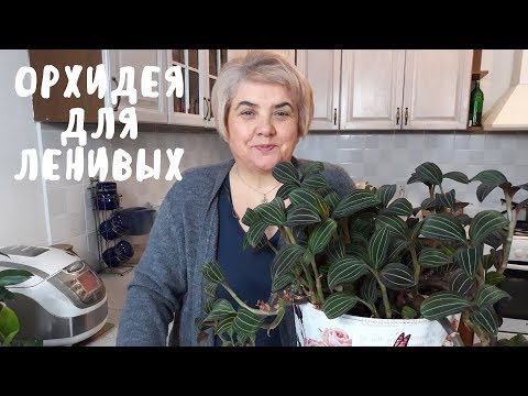 Видео: Лудизия. Мои цветы. Мой опыт.