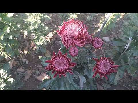 Видео: БАЛ ХРИЗАНТЕМ 2022г.!!! НИКИТСКИЙ БОТАНИЧЕСКИЙ САД В ЯЛТЕ.НА ЭТИ ЦВЕТЫ МОЖНО СМОТРЕТЬ ВЕЧНО!!!