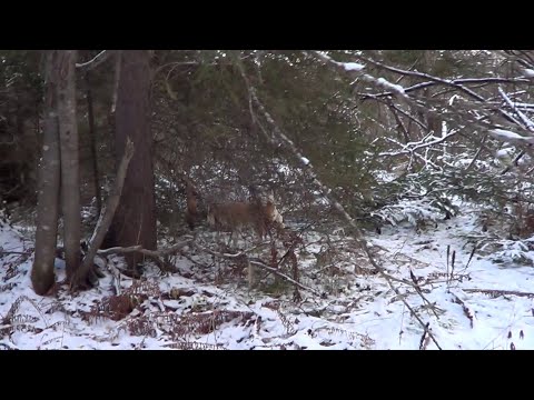 Видео: ОХОТА НА КУНИЦУ КАПКАНАМИ / Сезон 25-26г.