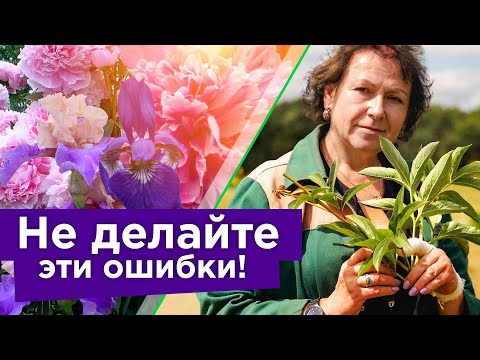 Видео: ПИОНЫ И ИРИСЫ ОТЦВЕЛИ: ЧТО ДЕЛАТЬ ДАЛЬШЕ? Обрезка, подкормка и подготовка к зиме