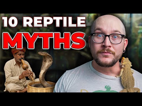 Видео: Развенчание ГЛУПЫХ мифов о рептилиях, о которых вы никогда не слышали