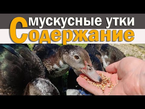 Видео: Приучаем мускусных уток к новой еде.