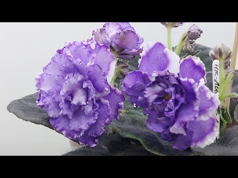 Видео: 25.10.2025./Москва/Выставка фиалок в Доме фиалок.