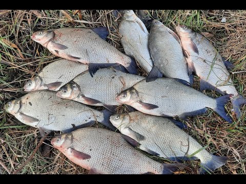 Видео: Закрытие сезона 2021 на плитах на против Старочеркасска.Осенний лещ.