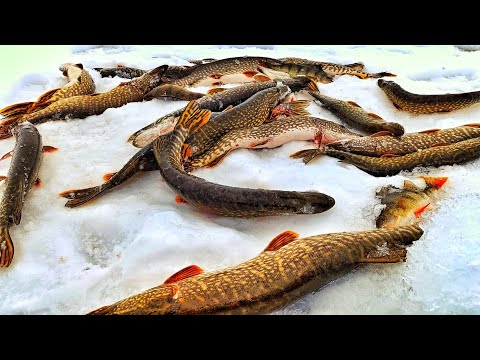 Видео: ОЗЕРО ГДЕ РЫБА В МЕСТО ДНА!!!! ЗАГОТОВКА РЫБЫ НА СЕВЕРЕ !!!ЗАКРЫТИЕ ЗИМНЕГО СЕЗОНА РЫБАЛКА 2025
