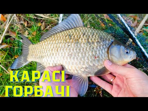 Видео: КАРАСІ ГОРБАЧІ НА БУТЕРБРОТ У ЛИСТОПАДІ. ФЛЕТ ФІДЕР ПРАЦЮЄ.