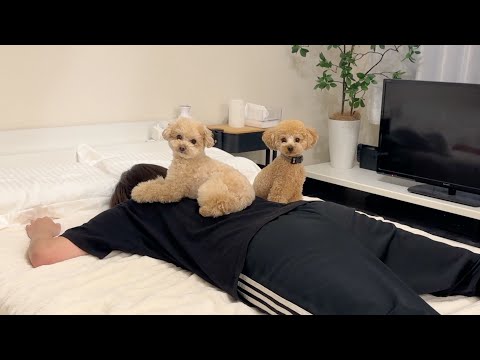 Видео: Вот что бывает, когда холостяк живет с двумя собаками.