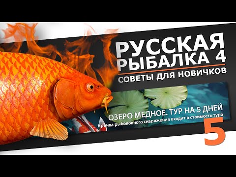 Видео: РУССКАЯ РЫБАЛКА 4 - Советы для новичков, как играть в 2024 / Тур на оз. Медное - Карпы кои / Стрим 5