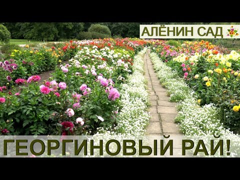 Видео: Георгиновый рай! / Коллекция георгин Латвийского университета