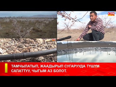 Видео: ТАМЧЫЛАТЫП, ЖААДЫРЫП СУГАРУУДА ТҮШҮМ САПАТТУУ, ЧЫГЫМ АЗ БОЛОТ