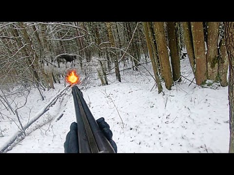 Видео: Загонная ОХОТА. СОХАТЫЙ. 4 декабря 2022г.