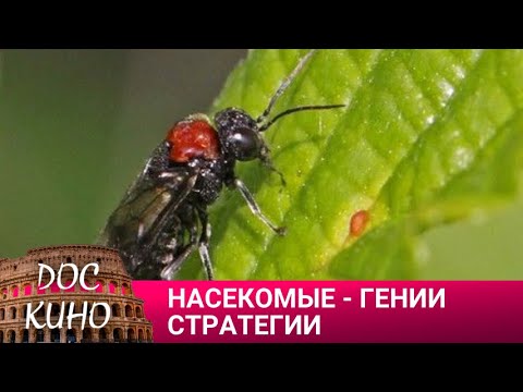Видео: 🎭 НАСЕКОМЫЕ - ГЕНИИ СТРАТЕГИИ🌎 ДОКУМЕНТАЛЬНОЕ КИНО 🎆 2023