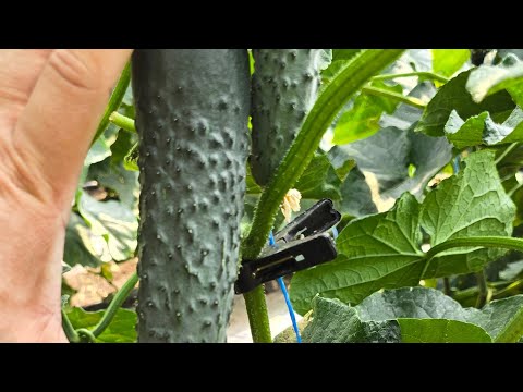 Видео: Мощный, выносливый гибрид огурца Корвин F1.