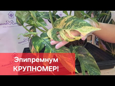 Видео: Пересадка, размножение Эпипремнума Пиннатум Цинто Голдфингер или Голден Флейм. Видео от 10.06.2025г.