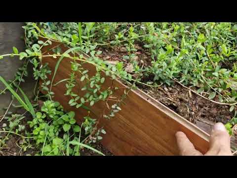 Видео: Загрузка сора Чандлер, брусника и клюква.
