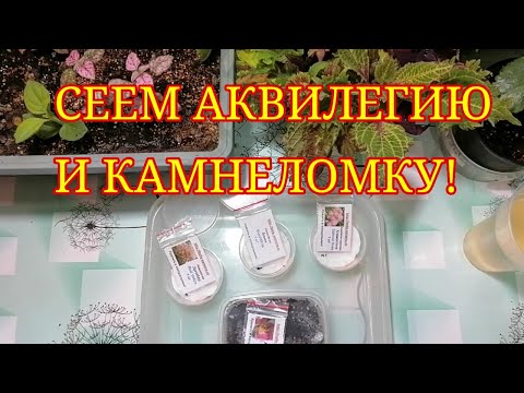 Видео: СЕЮ АКВИЛЕГИЮ И КАМНЕЛОМКУ. СТРАТИФИКАЦИЯ НА ГРУНТЕ И НА ВАТНЫХ ДИСКАХ.