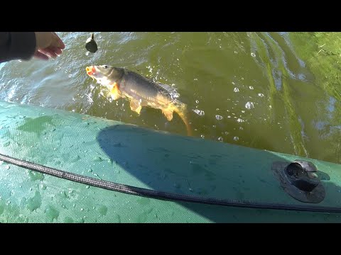Видео: Ловля карпа и белого амура на кружки