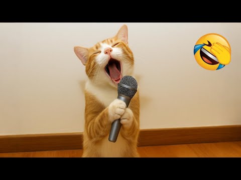 Видео: Постарайся не засмеяться 😂 Самые смешные кошки и собаки 😹🐶 Часть 10