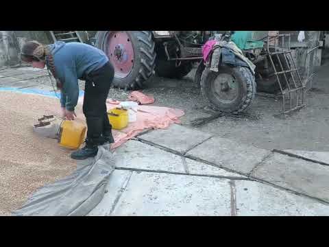 Видео: Привезли зерно 
