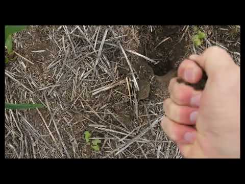 Видео: А как там кукуруза? No-till 10.06.2025