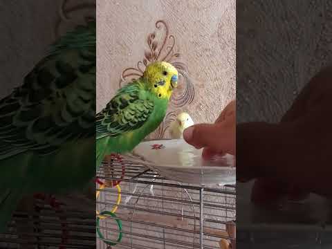 Видео: Кеша і Лайма Водні процедури😊