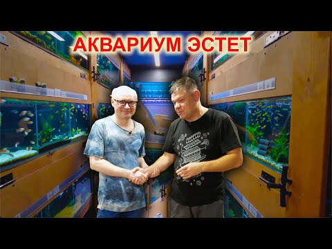 Видео: Так правильно! Аквариум Эстет г.Ростов-На-Дону