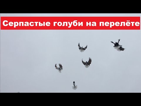 Видео: Заехали в гости к Георгию Ивановичу. Серпастые голуби на перелёте. Скоро ярмарка: 18.02.2023