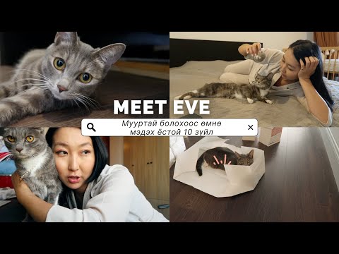 Видео: МАНАЙ АЗТАЙ САВАР 1 НАС ХҮРЛЭЭ 🐾 Мууртай болохоос өмнө эдгээрийг мэдэж аваарай