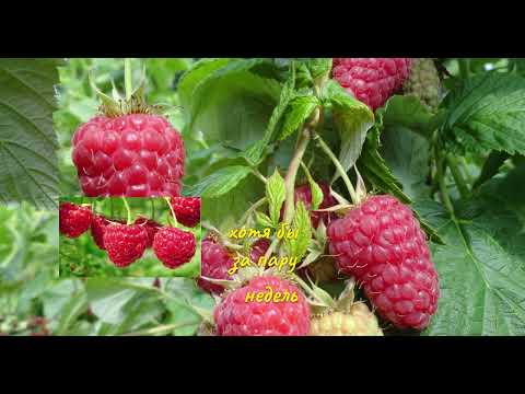 Видео: 🍇 ЗАБУДЬТЕ о мелкой и кислой малине! Секреты огромного урожая! 🍇 часть1